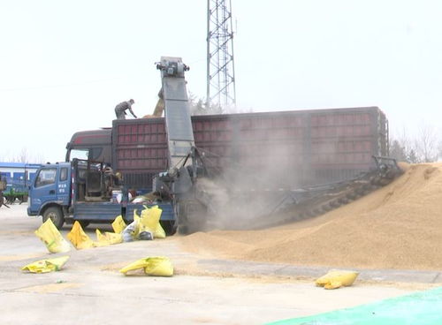 北大荒農(nóng)業(yè)股份寶泉嶺分公司 開倉營糧促銷售，機(jī)械先行增效益